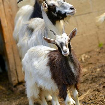 pyrenees goat