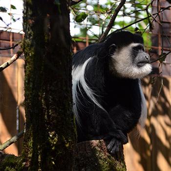 eastern black-and-white colobus