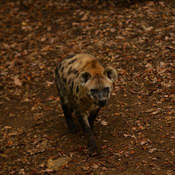 hyene tachetée