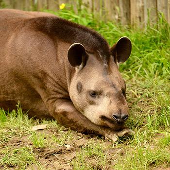 terrestrische tapir