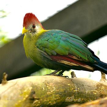 red crested turaco
