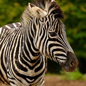 chapman's zebra